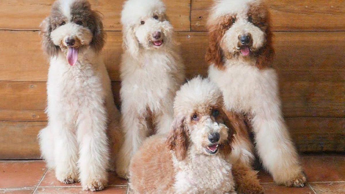 Kunjungi Rumah Guguk, surga para dog lovers.