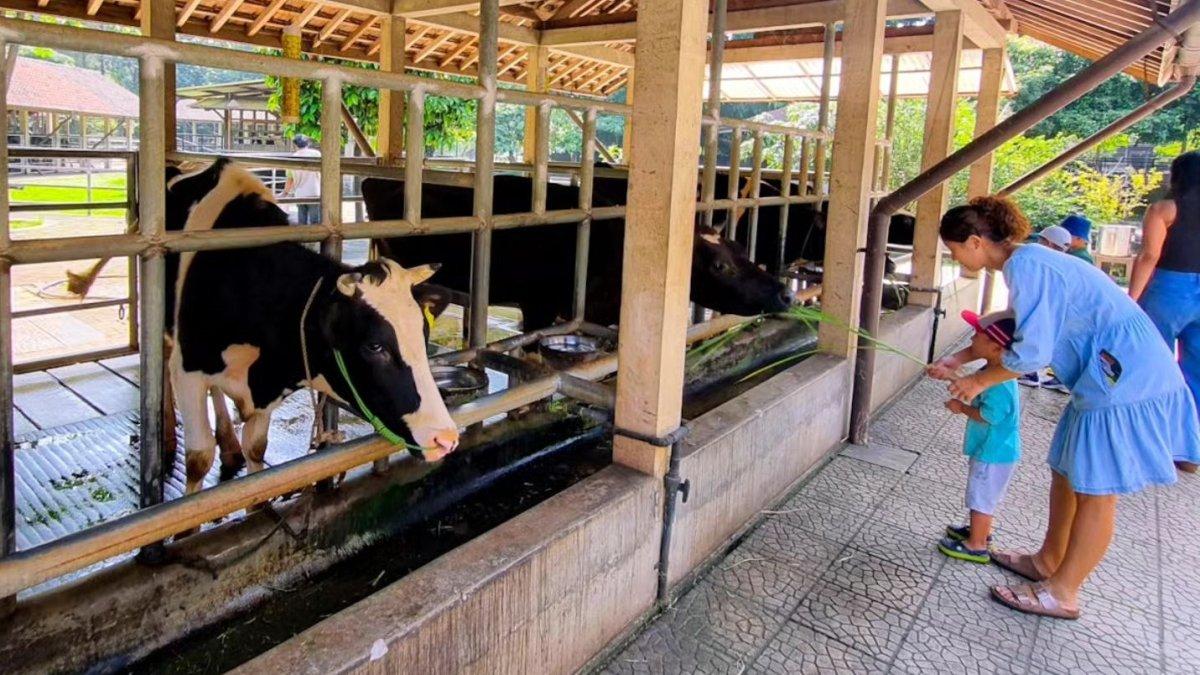 Kuntum Farm Field berlokasi di Jalan Teras Hijau Residence Jalan Raya Tajur No 291, RT 01/RW 01, Sindangrasa, Kecamatan Bogor Timur, Kota Bogor, Jawa Barat.