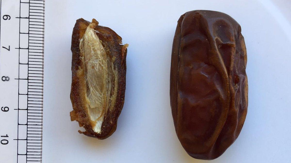 Kurma Khudri, satu kurma khas Arab Saudi yang cocok buat kamu jadikan oleh-oleh.