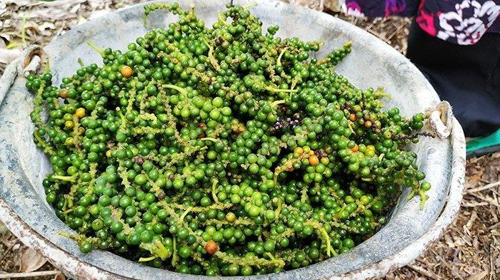 Lada Belitung yang diolah menjadi beragam jenis produk UMKM.