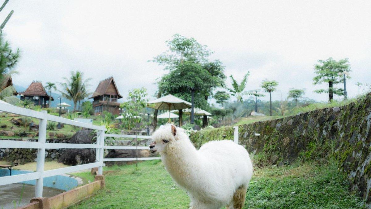 Llama di Santosa Park & Stable, tempat wisata populer di Kendal Jawa Tengah.