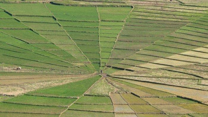 Lodok Cancar, sawah jaring laba-laba raksasa di Cancar, Kabupaten Manggarai, NTT.
