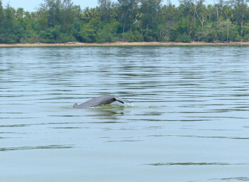 Lumba-lumba Irrawaddy air tawar di Sungai Mekong, Kamboja.