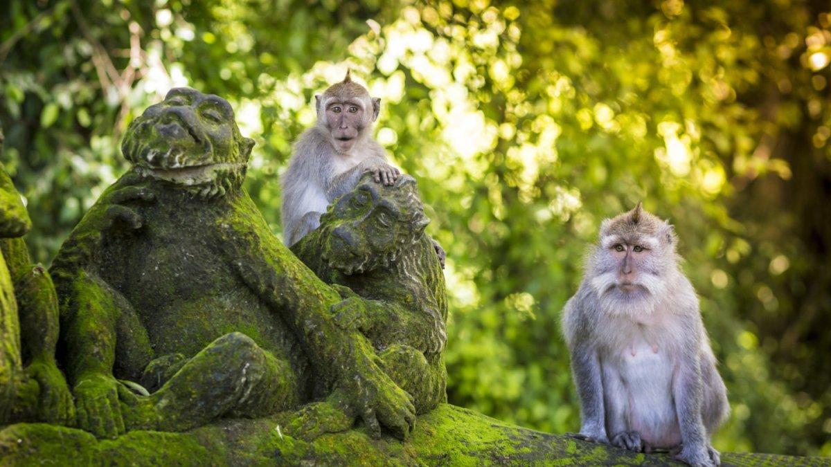MONKEY FOREST UBUD - Monket Forest Ubud, satu tempat wisata terbaik di Bali buat liburan akhir pekan.