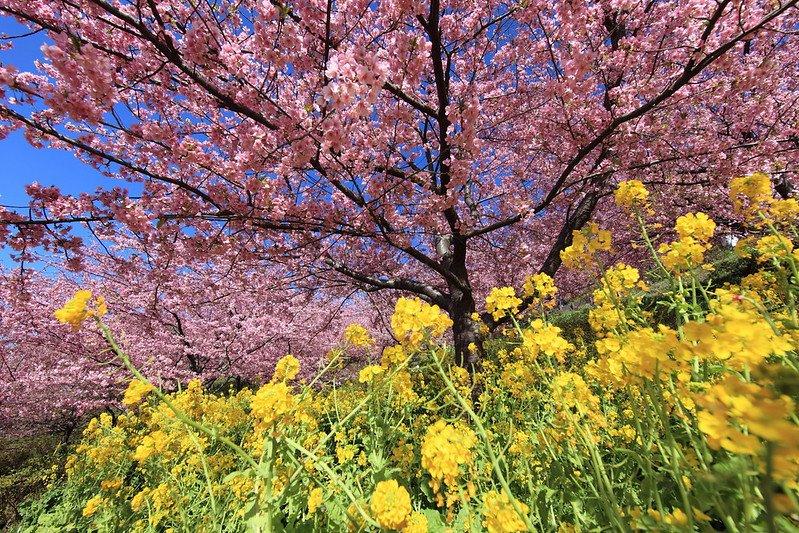 Matsuda, satu tempat menyaksikan mekarnya bunga sakura musim dingin ( Kawazu Zakura) terbaik di Jepang.