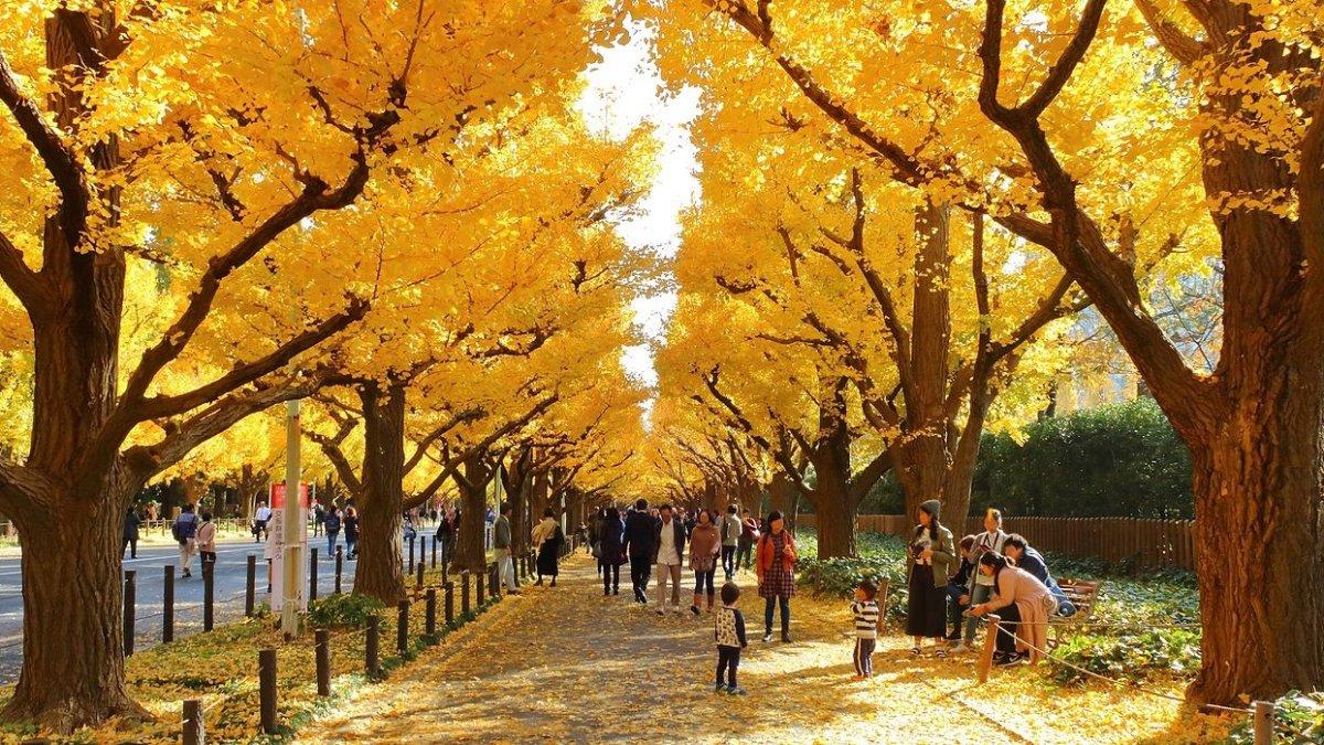 Meiji Jingu Gaien, satu taman terbaik di Tokyo Jepang.