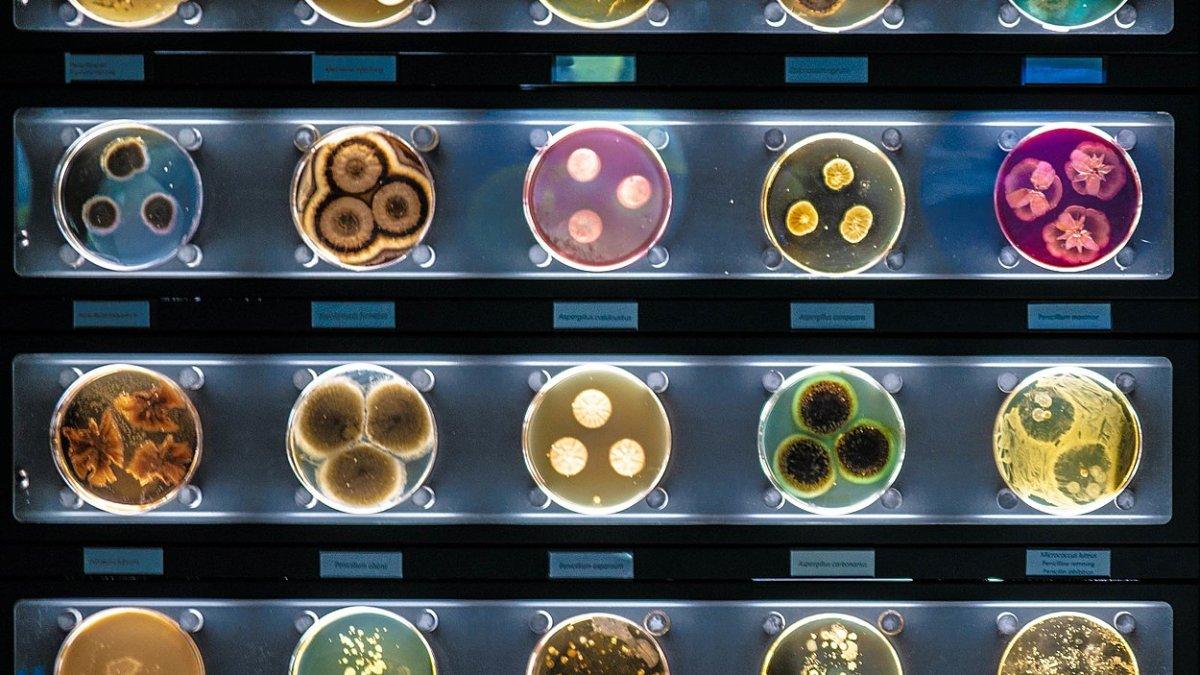 Micropia, satu museum unik di Amsterdam, Belanda