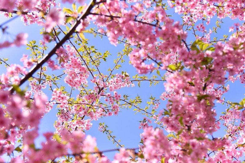 Miura, satu tempat menyaksikan mekarnya bunga sakura musim dingin ( Kawazu Zakura) terbaik di Jepang.