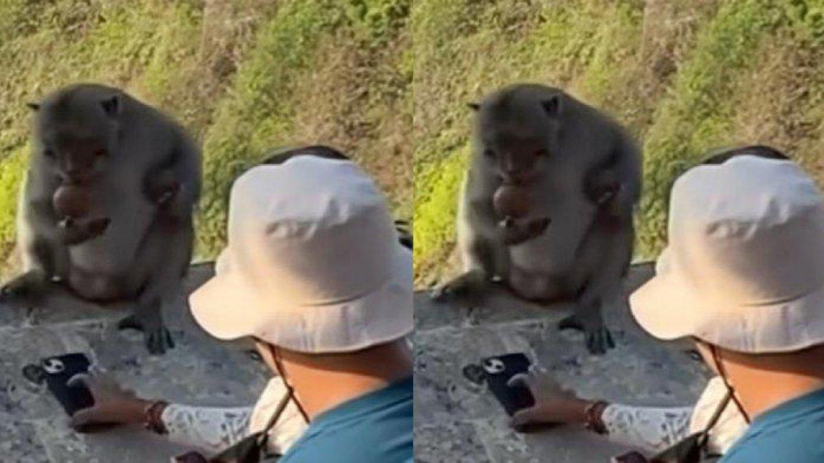Momen negosiasi warga lokal Bali dengan monyet di Uluwatu agar kembalikan HP milik turis, dilepas setelah terima dua buah