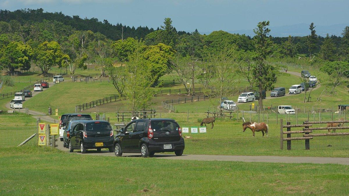 Mother Farm, satu tempat wisata terbaik di Chiba Jepang.