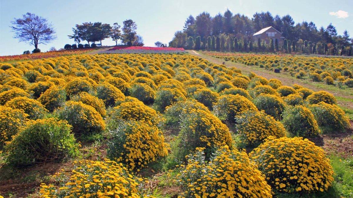 Nasu Flower World, satu taman bunga terbaik di Jepang yang menarik buat kamu jelajahi.