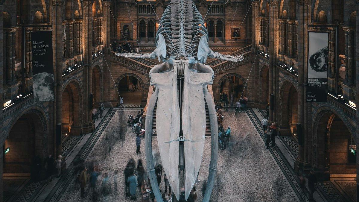 Natural History Museum, satu tempat wisata gratis di London Inggris.