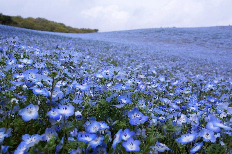 Nemophila, satu bunga tercantik di Jepang lengkap dengan lokasi buat menemukannya.