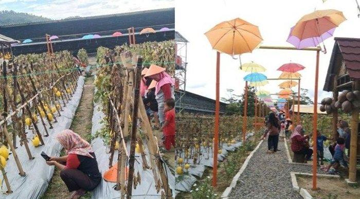 New Assa 2 Farm, wisata kebun buah melon di Wangon, Banyumas didatangi banyak pengunjung.