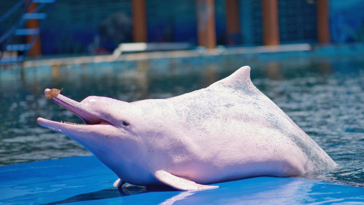 Oasis Seaworld, satu tempat wisata di Chanthaburi Thailand yang menarik buat kamu jelajahi.