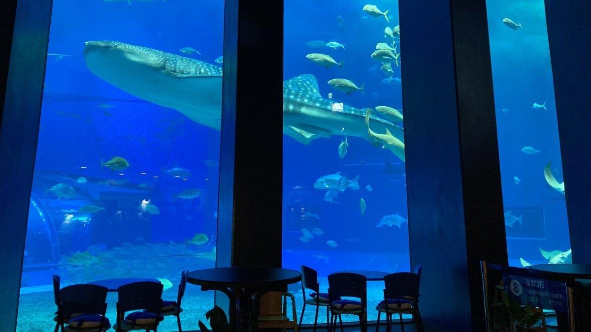 Ocean Blue Cafe, satu kafe unik di Jepang.