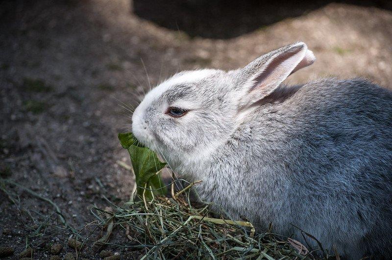 Okunoshima, satu tempat wisata terbaik di Hiroshima Jepang.