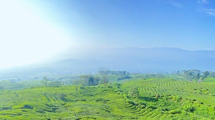 Pemandangan Bukit Tungguan, tempat wisata di Kecamatan Pagaralam Selatan, Pagaralam, Sumatera Selatan.