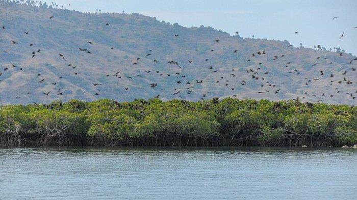 Pemandangan Pulau Kalong di Manggarai Barat, Nusa Tenggara Timur yang menjadi habitat kelelawar.