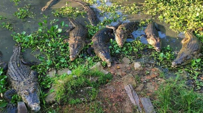 Penangkaran Buaya Teritip, tempat wisata di Balikpapan, Kalimantan Timur.