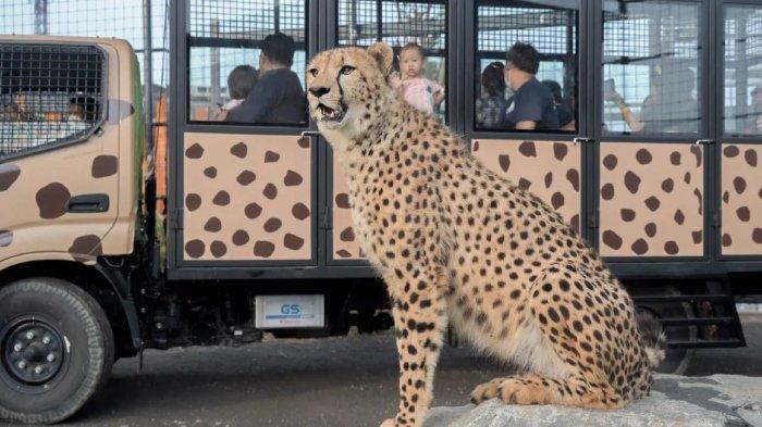 Pengunjung berwisata di Lembang Park & Zoo Kecamatan Lembang, Kabupaten Bandung Barat, Jawa Barat.