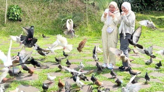 Pengunjung di area animal feeding Bree Coffee and Kitchen, tempat ngopi ngehits di Bogor, Jawa Barat.