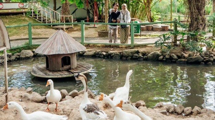 Pengunjung melihat area mini zoo di Obelix Village, tempat wisata kids friendly di Jogja.