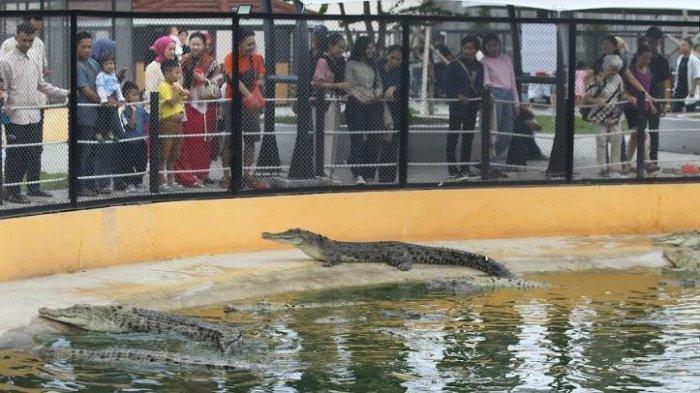 Pengunjung melihat buaya di kolam Penangkaran Asam Kumbang, Medan, Jumat (12/4/2024). Penangkaran buaya Asam Kumbang menangkarkan kurang lebih ratusan buaya dan menjadi salah satu objek wisata favorit di Medan.