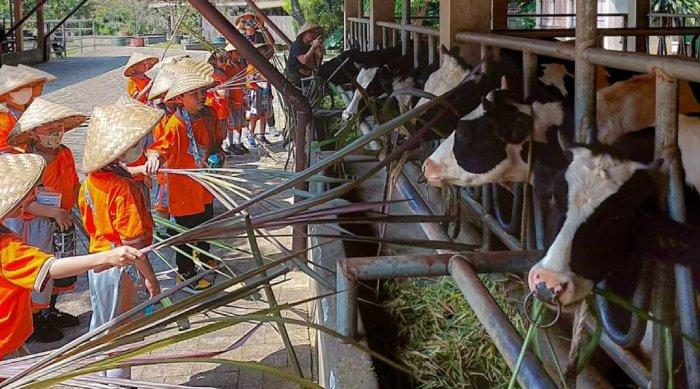 Pengunjung memberi makan pada sapi di Kuntum Farmfield, tempat wisata bertema peternakan dan pertanian di Bogor, Jawa Barat.