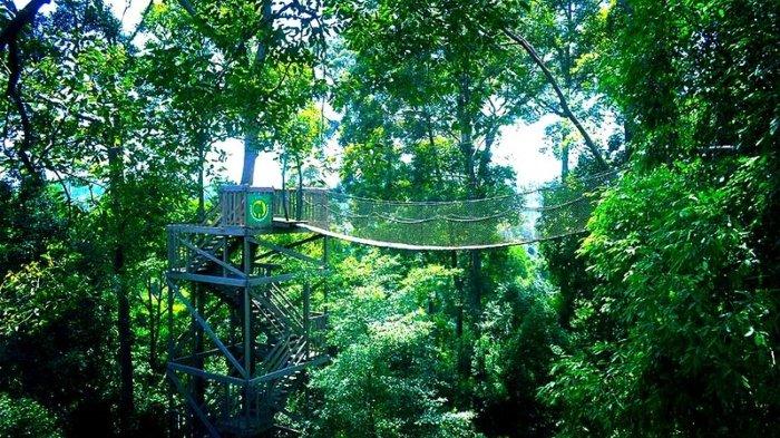 Pesona Bukit Bangkirai, tempat wisata alam di Balikpapan, Kalimantan Timur.