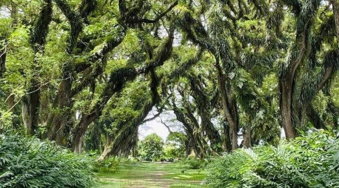 Pesona De Djawatan Benculuk, tempat wisata yang populer di Banyuwangi, Jawa Timur.