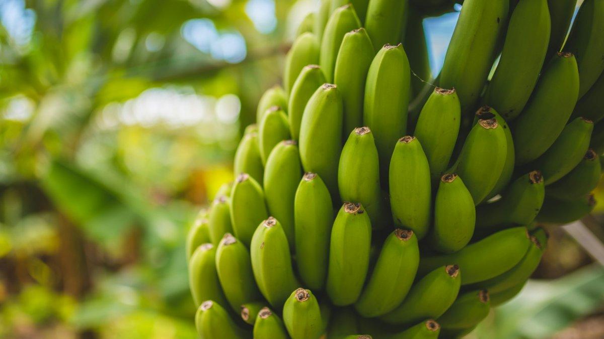 Pisang, satu makanan yang bisa kamu konsumsi sepuasnya tanpa takut berat badan naik.