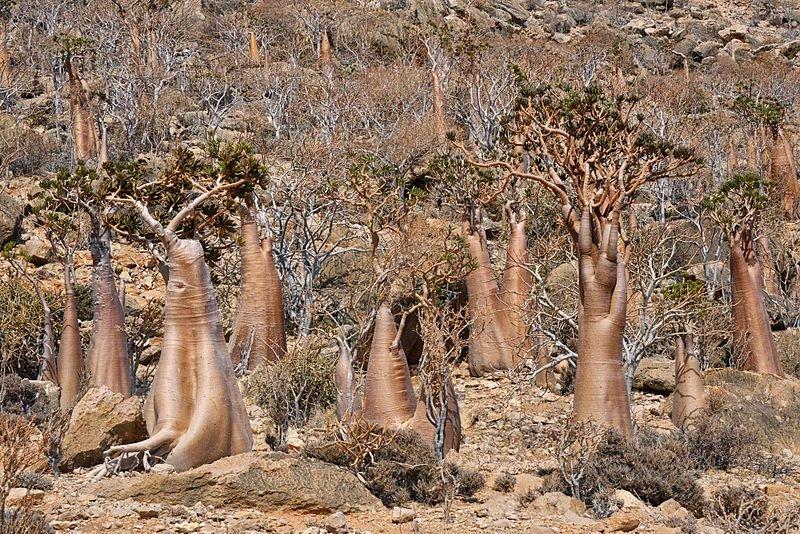 Pohon Botol Socotra Yaman, satu pohon paling aneh di dunia.