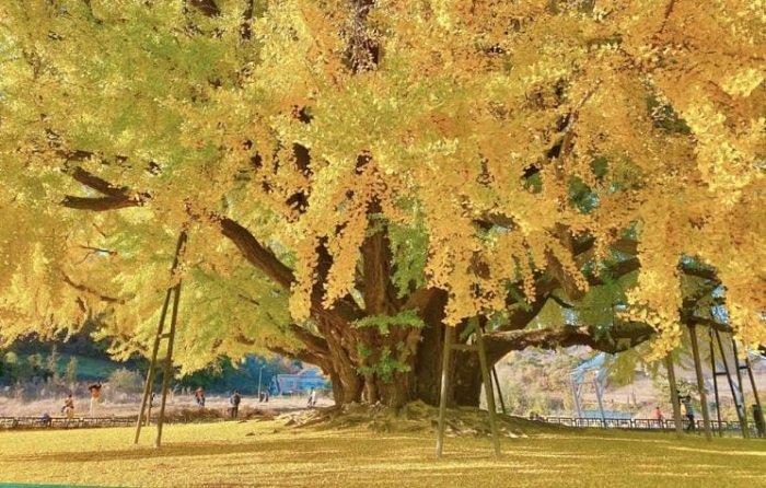 Pohon ginkgo di Korea Selatan yang begitu menawan, umurnya 860 tahun.