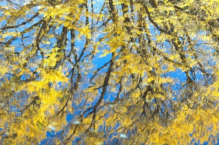 Ilustrasi pohon ginkgo di Korea Selatan.