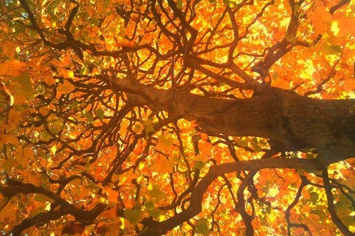 Pohon gingko dikenal memiliki visual yang menawan.