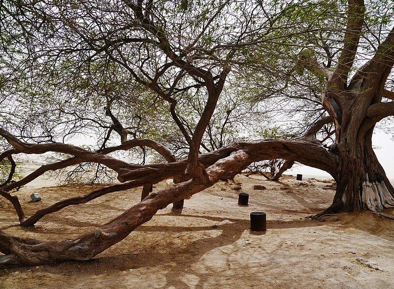 Pohon Kehidupan Bahrain, satu pohon paling aneh di dunia.