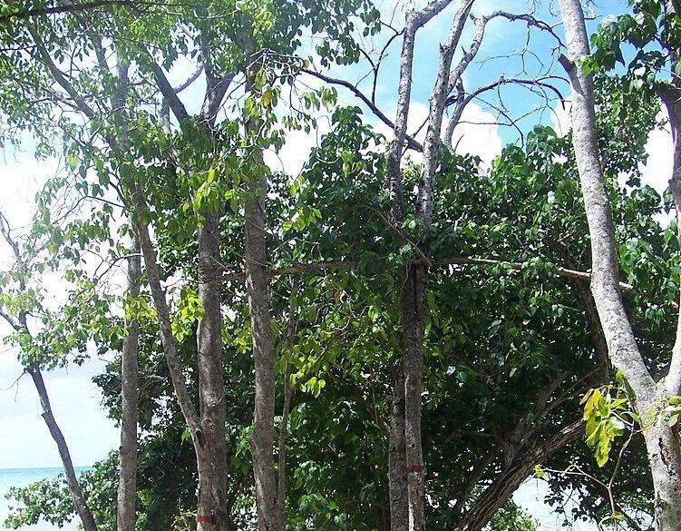Pohon Machineel ditemukan di pantai