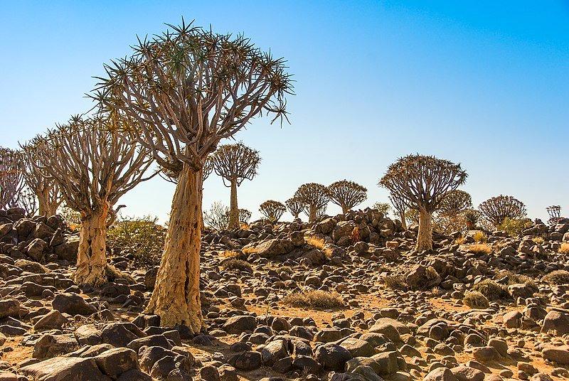 Pohon Quiver Namibia, satu pohon paling aneh di dunia.