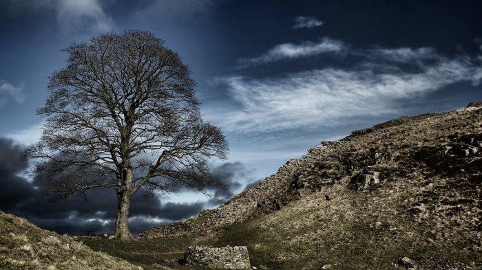 Pohon Sycamore Gap di Northumberland, Inggris merupakan pohon paling terkenal di dunia