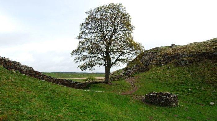 Pohon Sycamore Gap di Northumberland, Inggris merupakan pohon paling terkenal di dunia