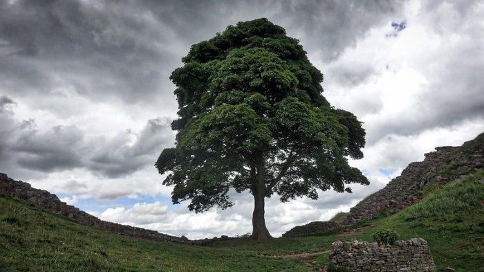 Pohon Sycamore Gap di Northumberland, Inggris merupakan pohon paling terkenal di dunia