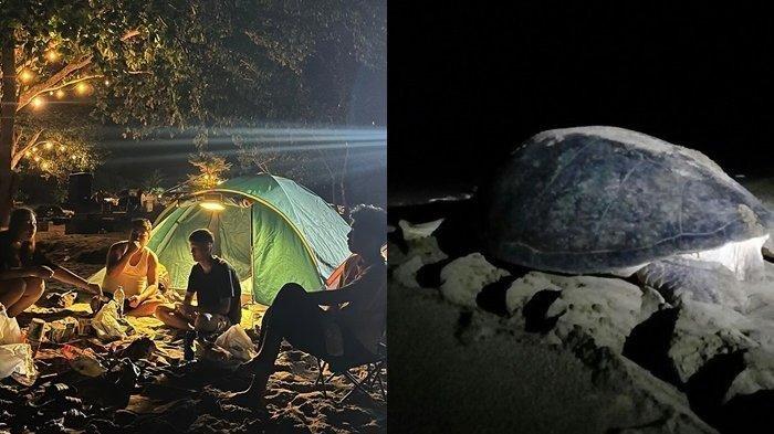 PANTAI TUTURUGA - Potret penyu bertelur di Pantai Tuturuga terletak di Desa Ranowangko II, Kecamatan Kombi, Kabupaten Minahasa, Sulawesi Utara.