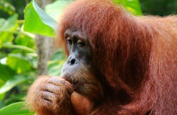 Ilustrasi orangutan.