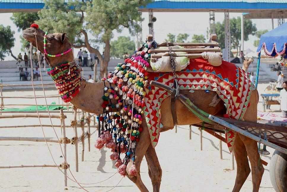 Pushkar Camel Fair, satu festival terbaik di India yang tak boleh kamu lewatkan saat liburan ke sana.