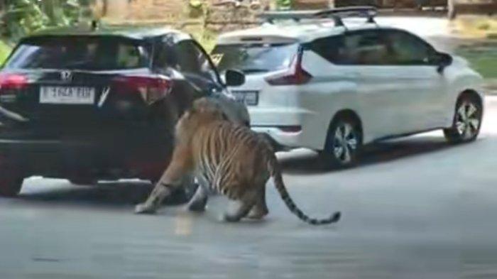 Rekaman mobil pengunjung Taman Safari Indonesia (TSI) Bogor diserang harimau