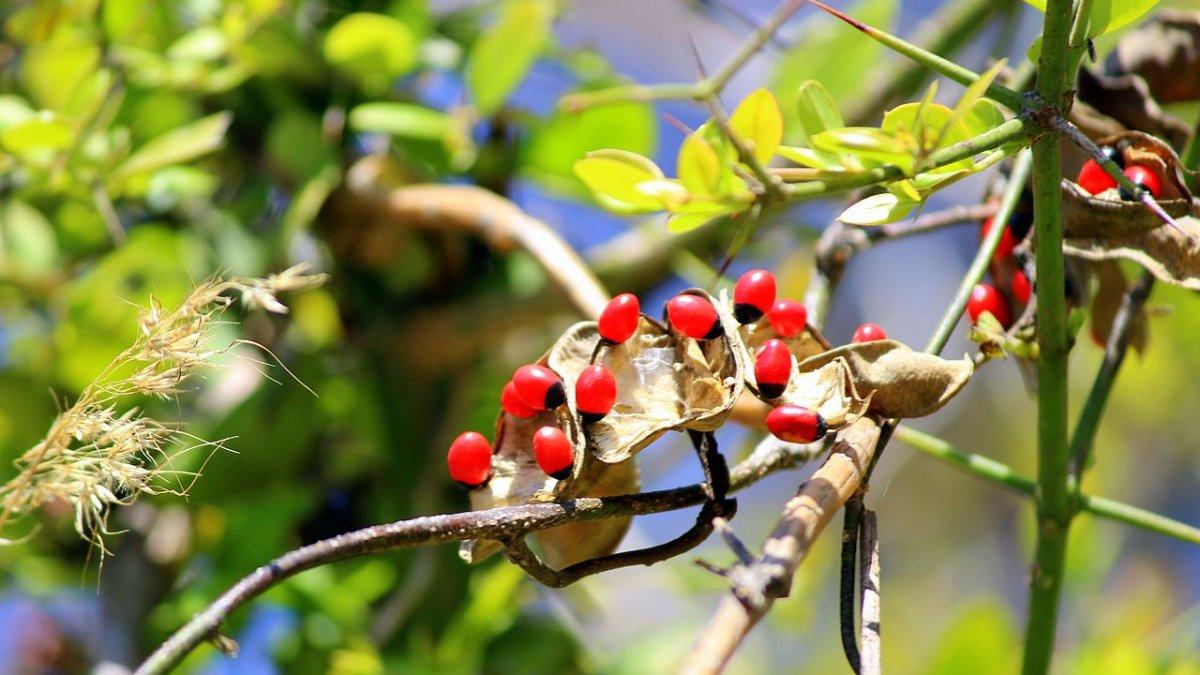 Rosary Pea, satu tanaman beracun.