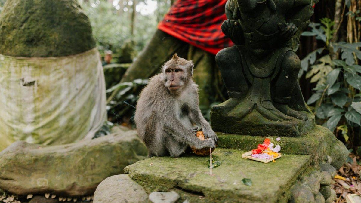 Sangeh Monkey Forest, Badung, Bali.
