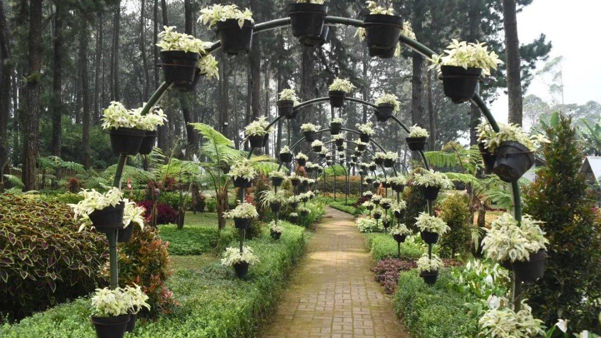 Satu spot foto di Kebon Pines, satu tempat wisata baru di Lembang Jawa Barat buat liburan akhir pekan.