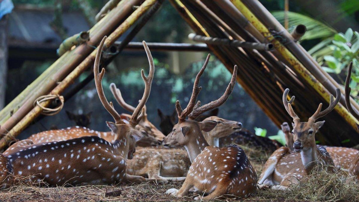 Satu satwa di Kebun Binatang Ragunan Jakarta